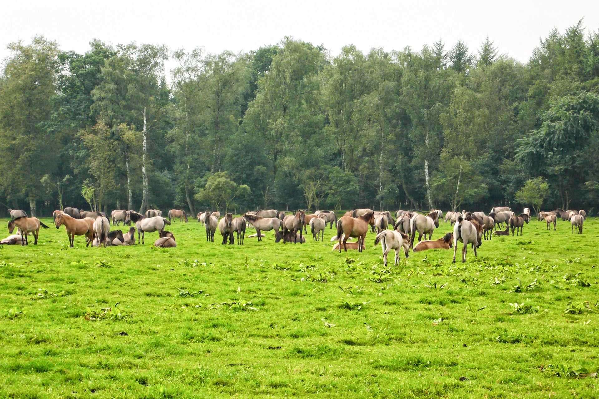 Wild horses in the Merfelder Bruch