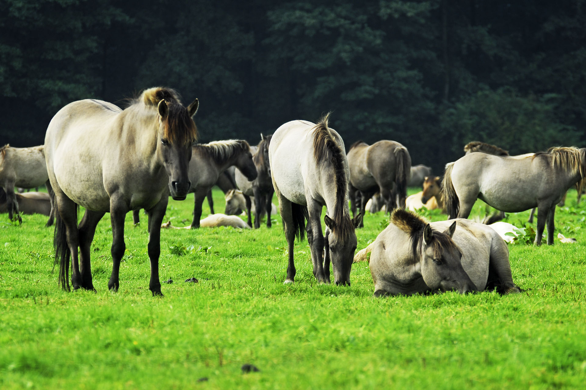Wild horses in the Merfelder Bruch