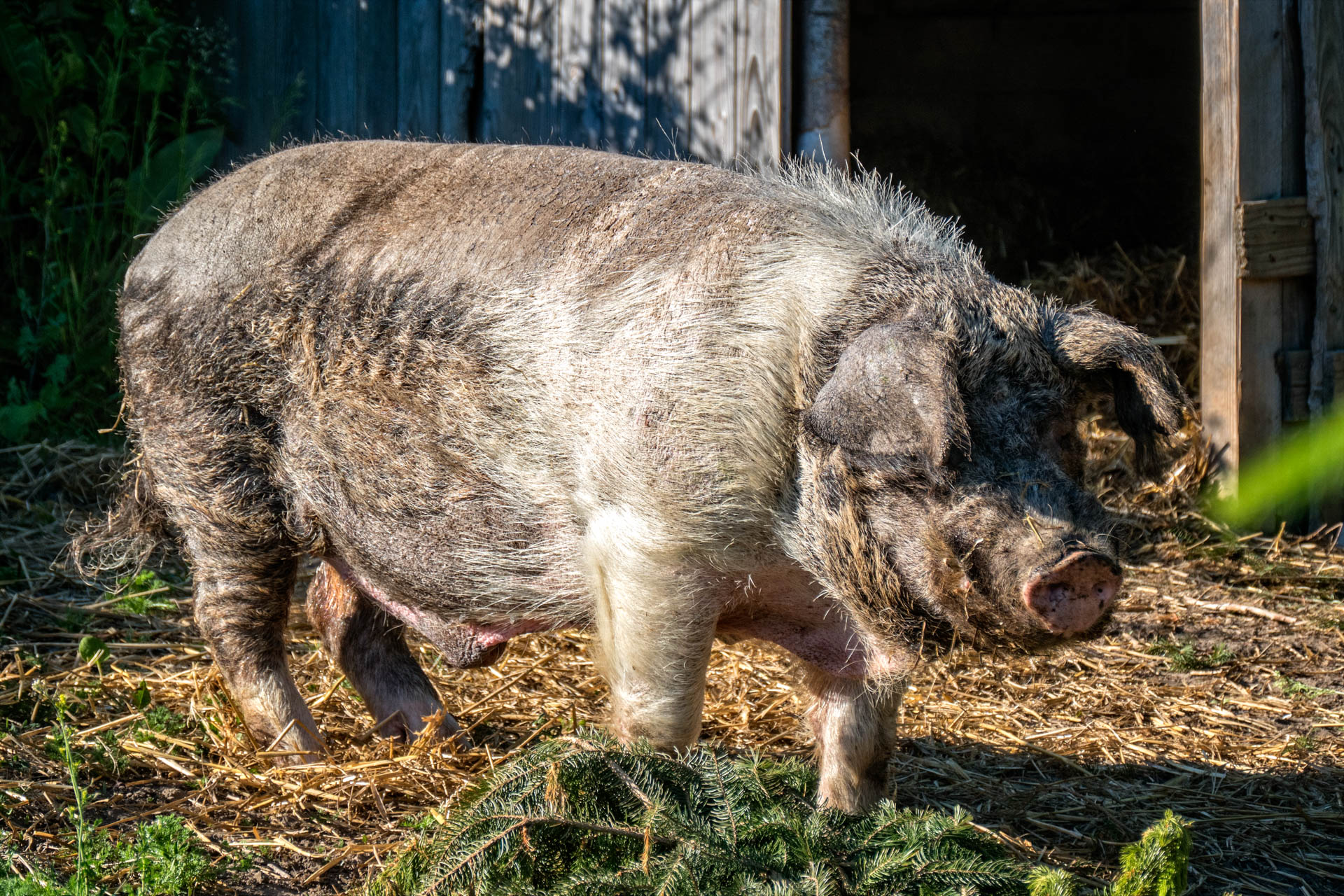 What the pig loves