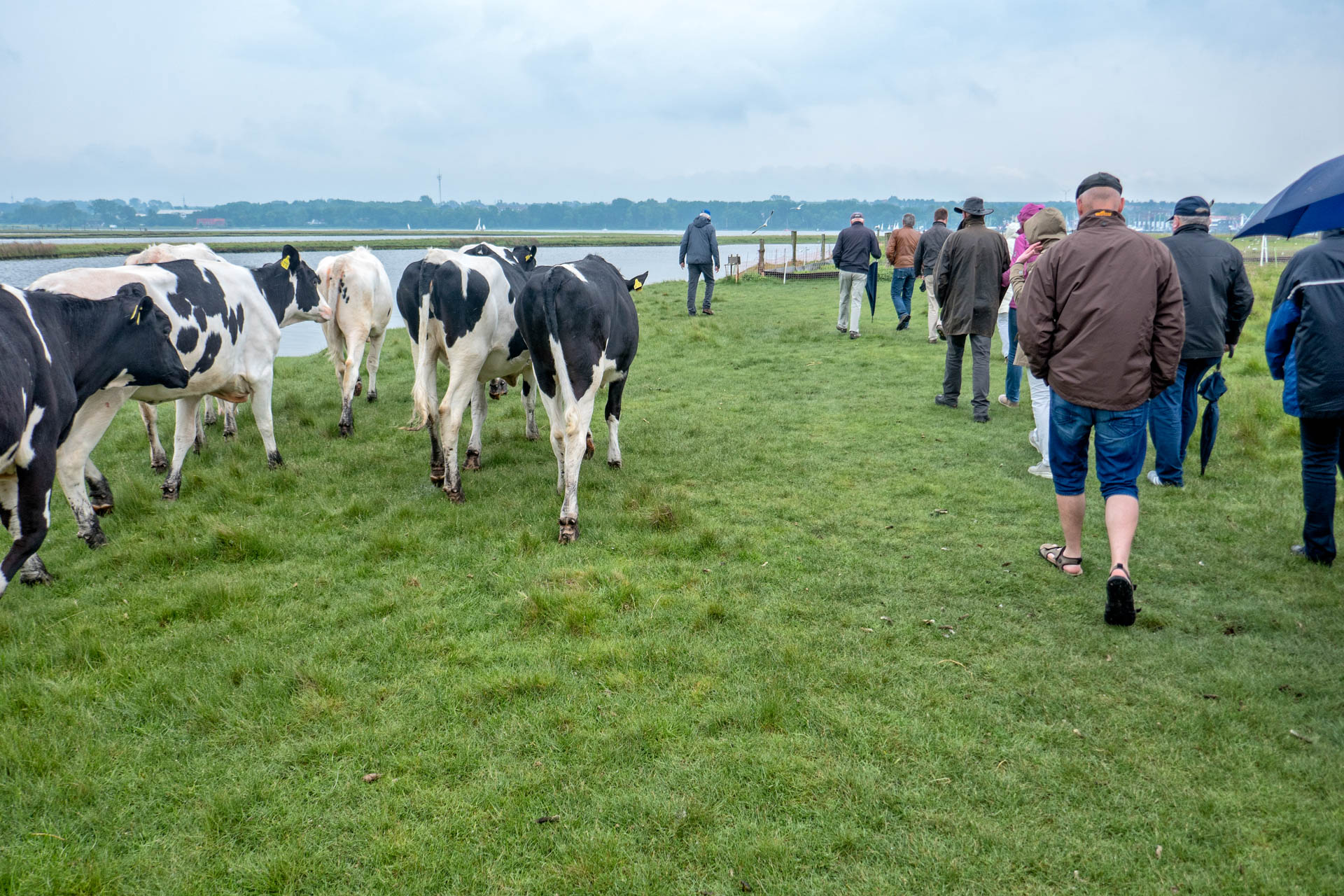Nature and cows of the Graswarder