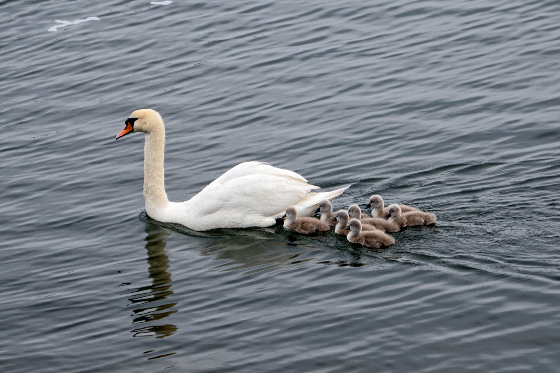 Swans on the Graswarder