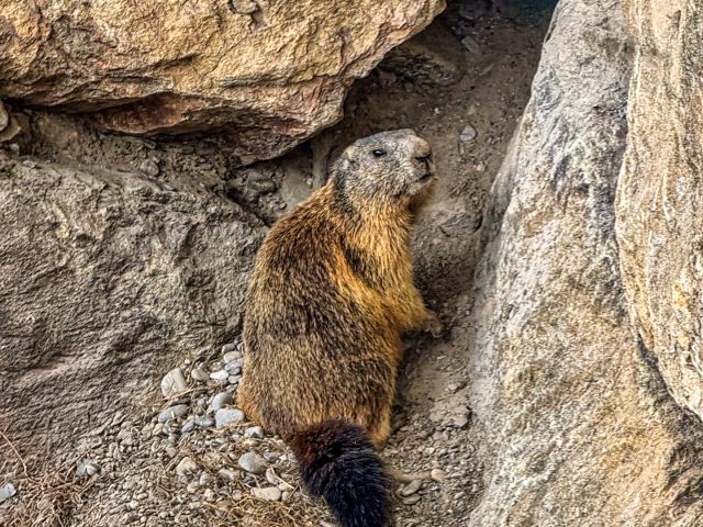 Marmot