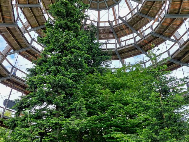 Treetop Walk in Neuschönau