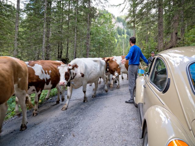 Auffahrt zur Iffigenalp