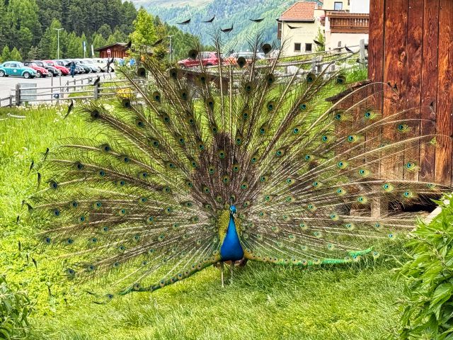 Melag en el valle de Langtauferer